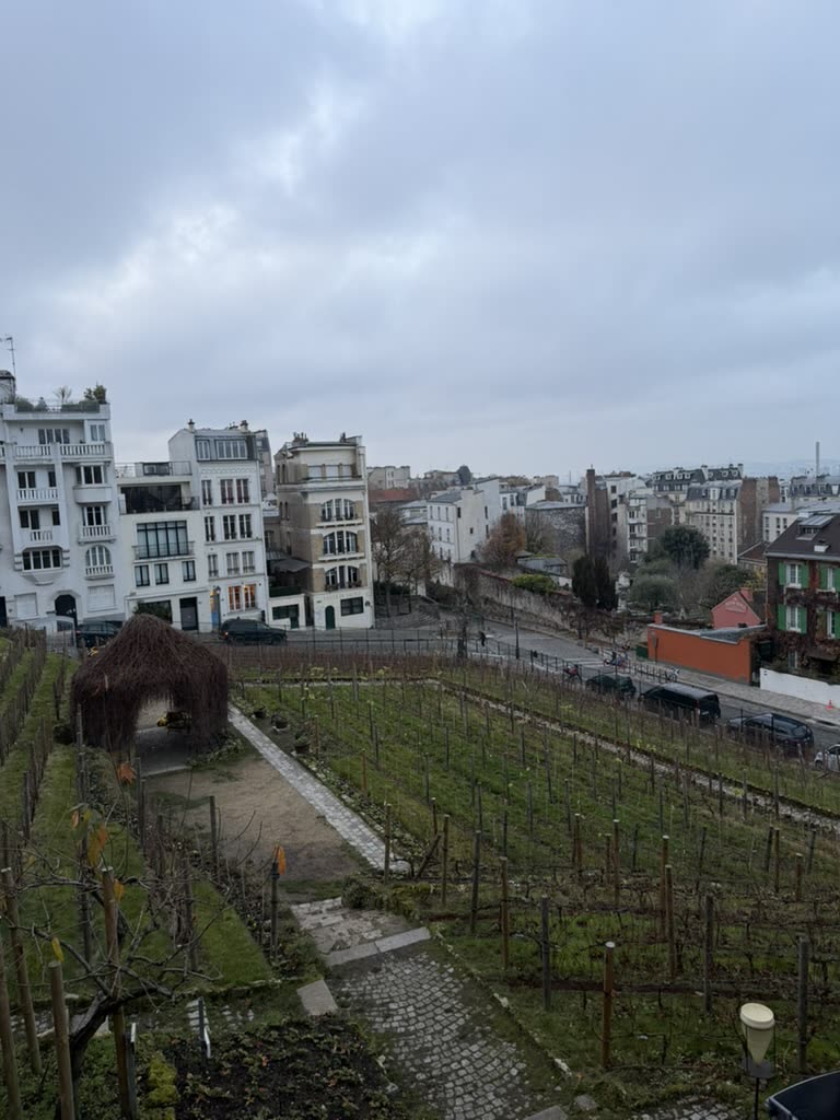 The vineyard, out of season