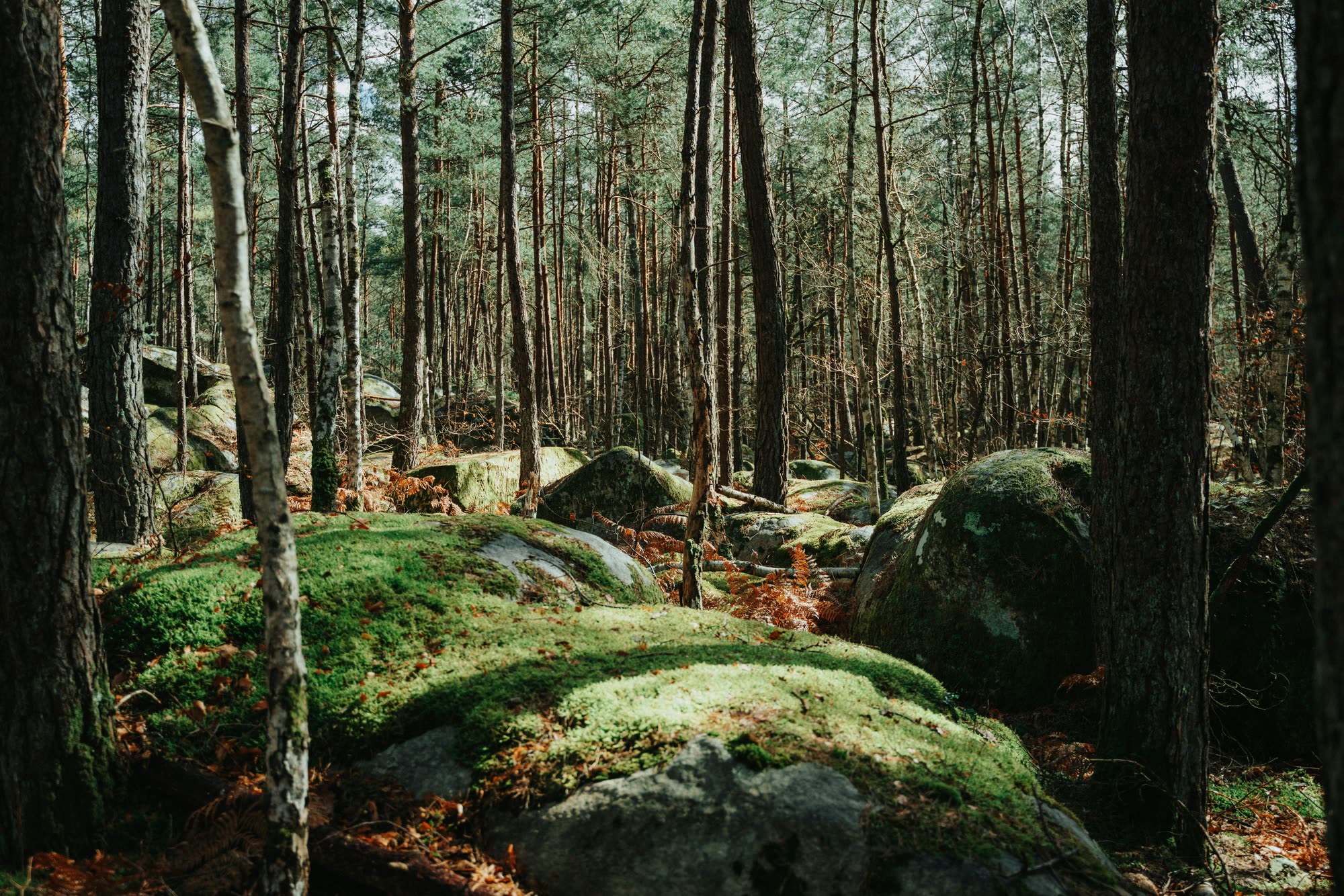 Moss on the sandstone, in the forest