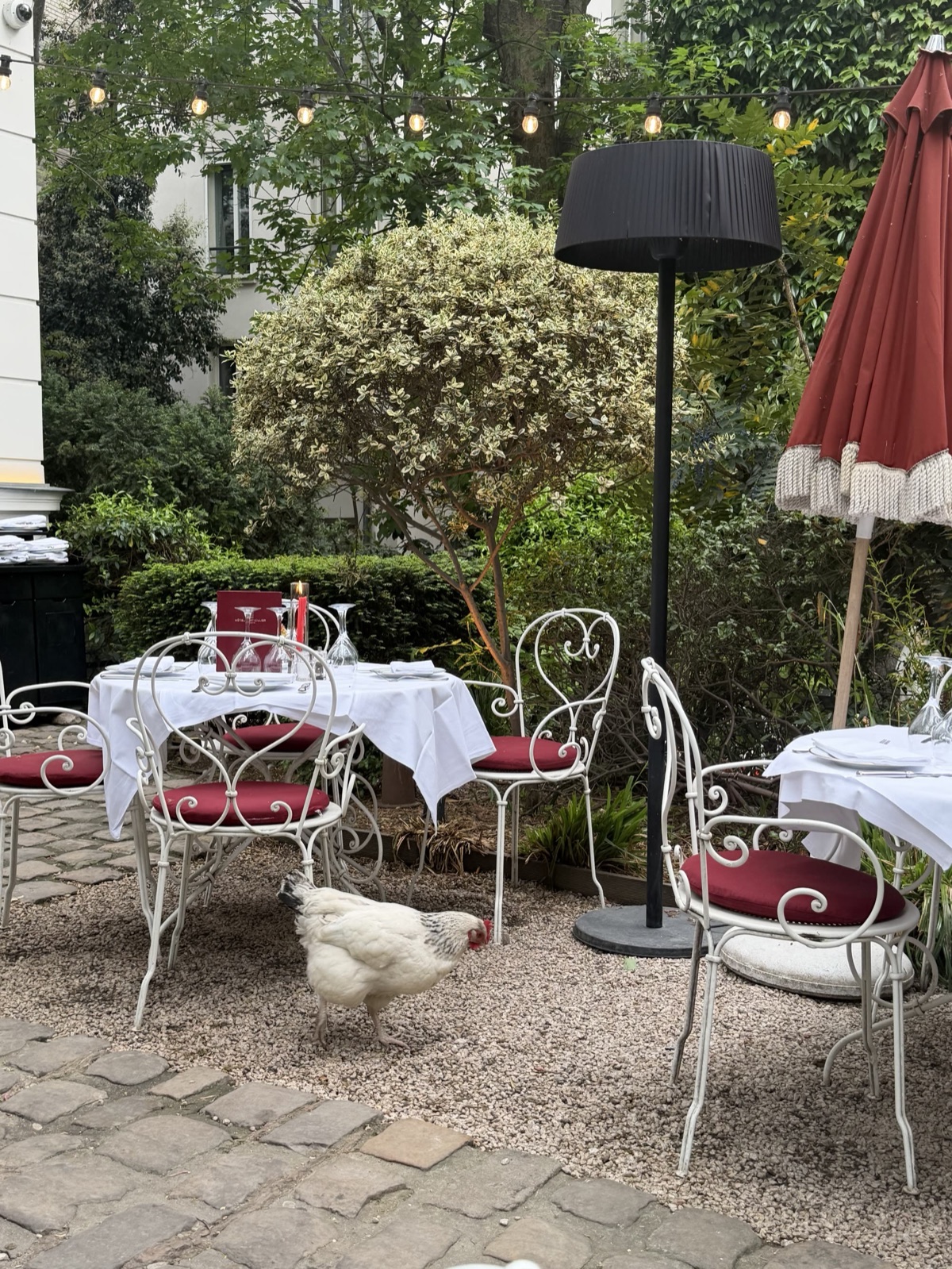 The chickens really do wander among the tables